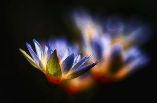 The Blue Lotus & The Sun: A Sacred Symbol of Cycles and Rebirth